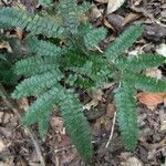 Adiantum vogelii Leaf