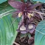 Tacca chantrieri Flower