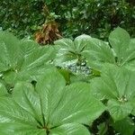 Rodgersia aesculifolia Hoja