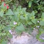 Ageratum conyzoidesFlower