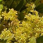 Searsia natalensis 花