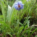 Meconopsis primulina Συνήθη χαρακτηριστικά