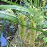 Carex excelsa Hábito