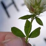 Trifolium vesiculosum Leaf