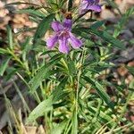 Dyschoriste linearis Flor