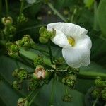 Echinodorus grandiflorus Blomst
