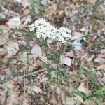 Achillea millefoliumKwiat