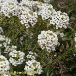 Lobularia libyca 形態