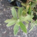 Baccharis dracunculifolia Frunză
