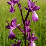 Anacamptis laxiflora Flor