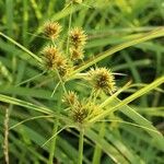 Cyperus polystachyos ফুল