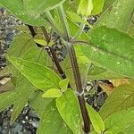 Monarda fistulosa Folha