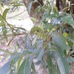 Nectandra angustifolia Folio