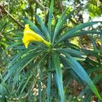 Cascabela thevetia Hoja