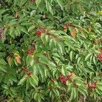 Prunus pensylvanica Habitus
