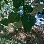 Populus x canadensis Leaf
