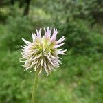 Trifolium montanum Flower