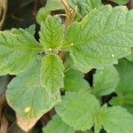 Marsypianthes chamaedrys Hoja
