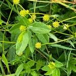 Verbesina alternifolia Flower