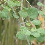 Adenia gummifera Habitatea