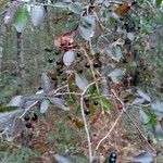 Vaccinium arboreum Fruit