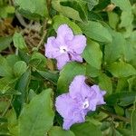 Brunfelsia pauciflora Flower