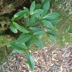 Ardisia crenata List