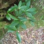 Ardisia crenata Blad