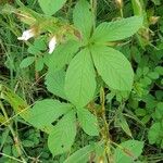 Distimake aegyptius आदत