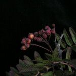 Sorbus foliolosa অভ্যাস