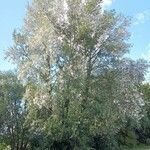 Populus alba 整株植物
