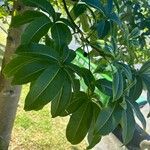 Adansonia za Blatt