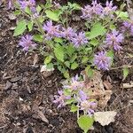 Agastache mexicana Кветка