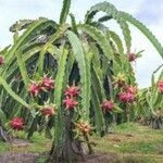 Hylocereus undatus ഫലം