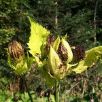 Cirsium oleraceum Fruto