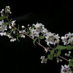 Deutzia staminea Hábitos