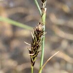 Carex frigida Mbuma