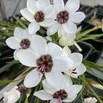 Geissorhiza tulbaghensis Fleur