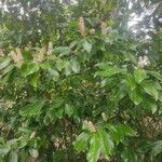 Prunus laurocerasus 形態