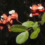 Pithecellobium unguis-cati Blüte