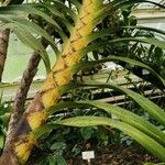 Grammatophyllum speciosum Žievė