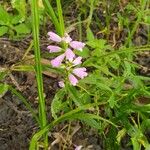 Physostegia virginianaFlower