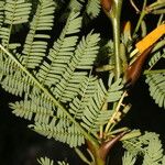 Vachellia collinsii Leaf