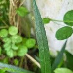 Ruellia simplexBlad