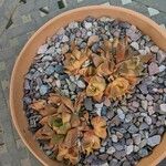 Haworthia mutica Hoja