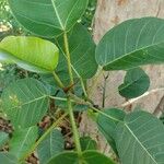 Ficus guaranitica List