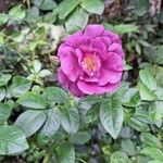 Rosa gallica Cvet