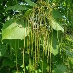 Catalpa ovata Meyve