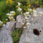 Saxifraga trifurcata Blüte