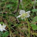 Moneses uniflora Flower